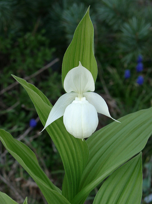 Cypripedium macranthum