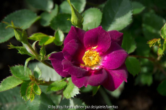 Rosa "Bluesy"