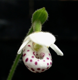Cypripedium wardii