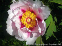 P.rockii 'Mme Marie-Thérèse Hermand