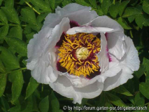 P. rockii 'Joseph Rock'