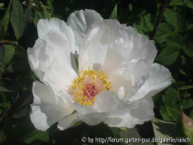 P. suffr. 'Haku Unkaku'