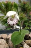 Cypripedium wardii