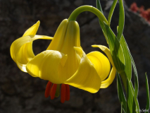 Lilium rhodopeum (4).JPG