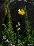 Lilium rhodopeum.JPG