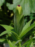 Lilium monadelphum.JPG