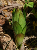Lilium kesselringianum~0.JPG