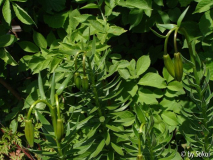 Lilium carniolicum.JPG