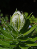 Lilium akkusianum.JPG