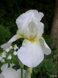 Gudrun 2011