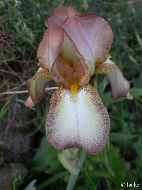 gelbbraune Plicata 11