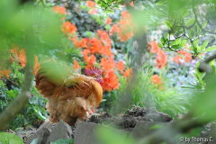 Cochinhahn orange