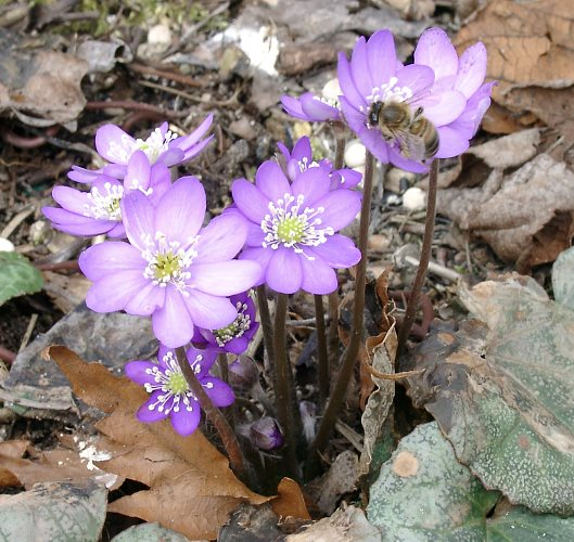 Hepatica nobilis (Ledrosee)