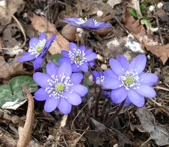 Hepatica nobilis (Ledrosee)