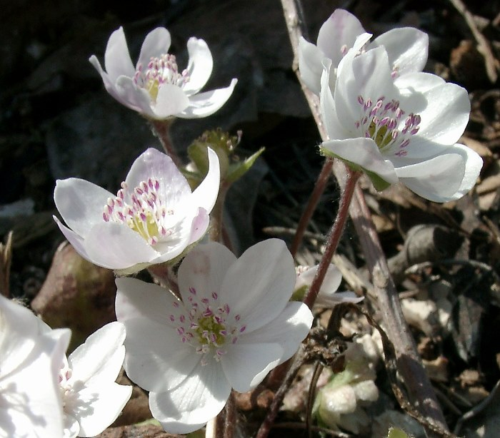 Hepatica nobilis (Ledrosee)