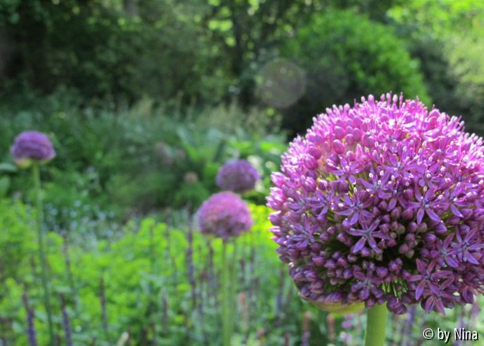 Allium im Ostbeet