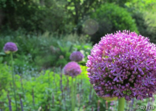 Allium im Ostbeet