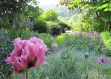 Papaver orientale 'Patty's Plum