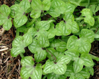 Hepatica nobilis