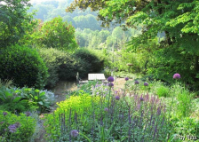 Blick zum Sitzplatz unter dem Cercidiphy