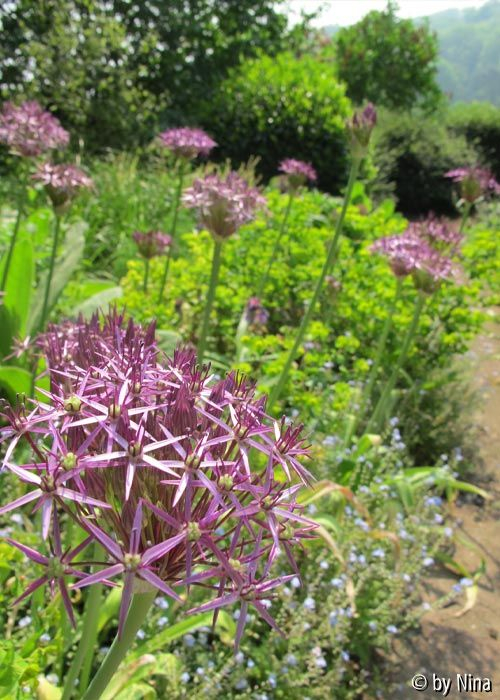 Allium christophii