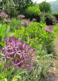 Allium christophii