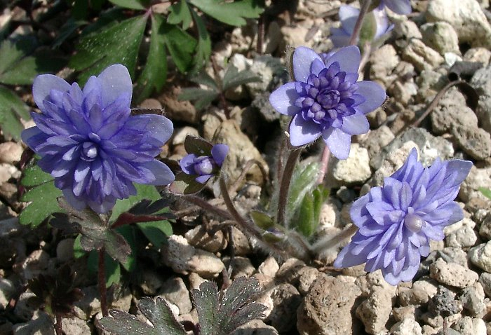 Hepatica nobilis blau gefüllt