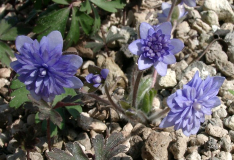 Hepatica nobilis blau gefüllt