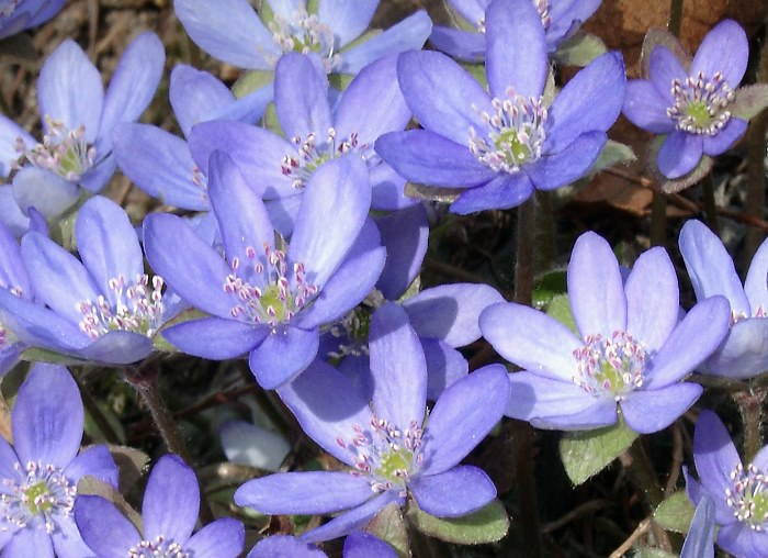 Hepatica nobilis mit rosa Staubbeutel