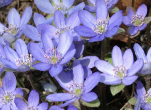 Hepatica nobilis mit rosa Staubbeutel