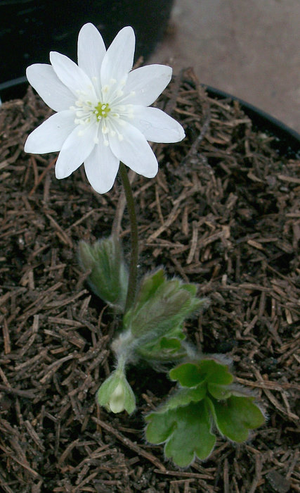 Hepatica transsylvanica