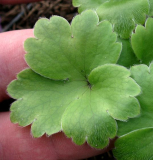 Hepatica transsylvanica