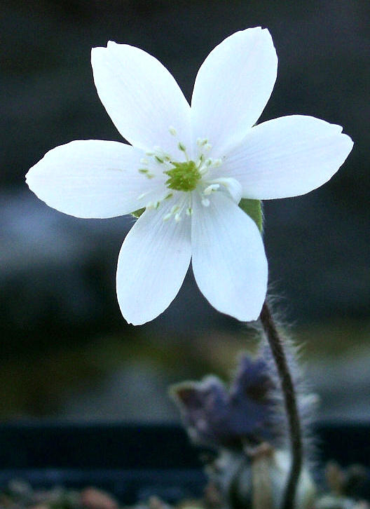 Hepatica yamatutai