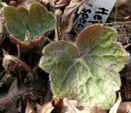 Hepatica yamatutai - Blatt
