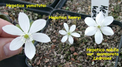 Hepatica Blütenvergleich