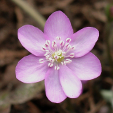 Hepatica nobilis rosa