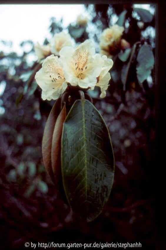 Rh.wightii