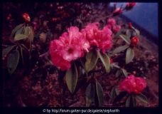 Rh.arboreum ssp.cinnamoneum var.roseum