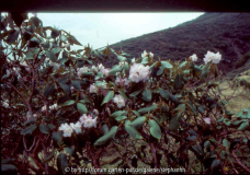 Rh.campanulatum