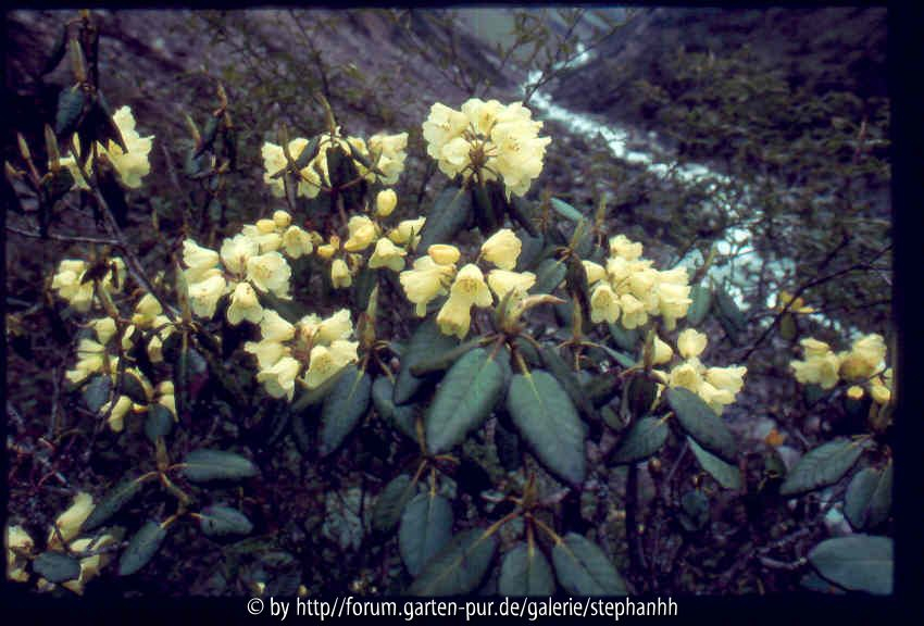 Rh.campylocarpum