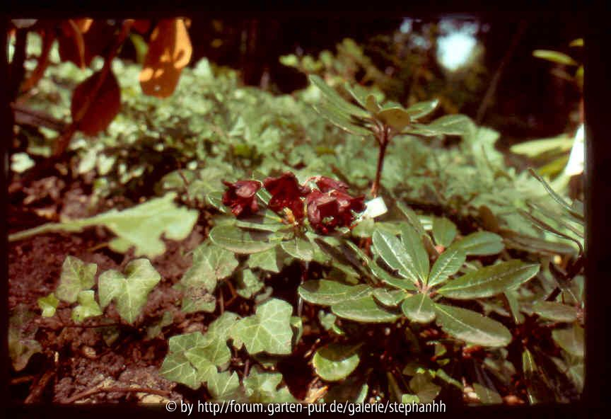 Rh.sanguineum ssp.sanguineum R.10906 red