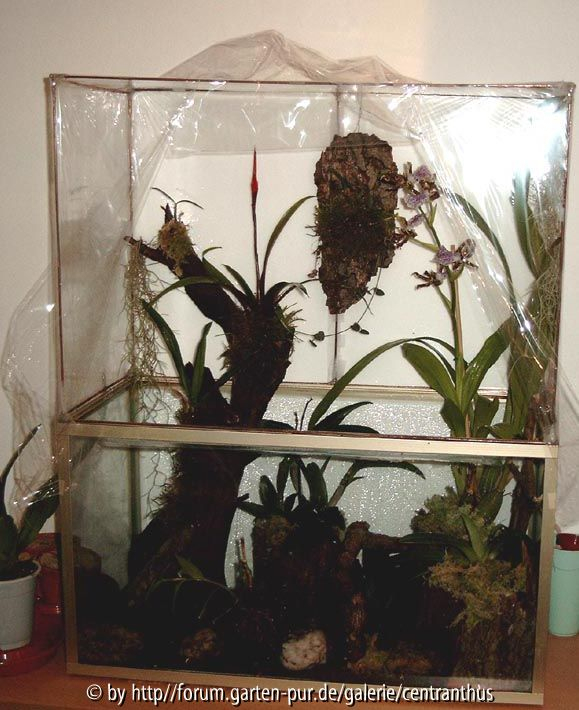Die alte Vitrine