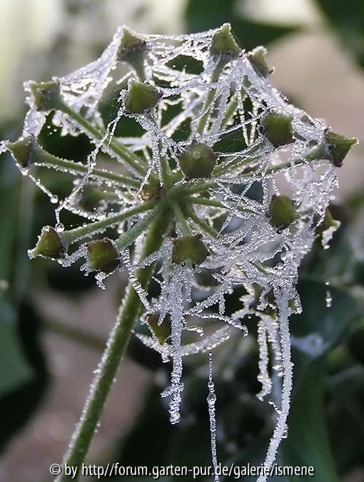 Frost Efeu