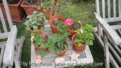 Duftpelargoniengruppe02
