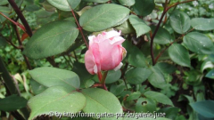 Brother Cadfael,1. Knospe 2011