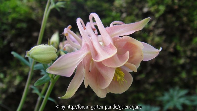 Crown Jewels04