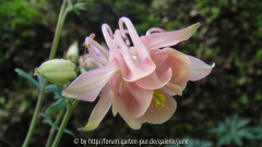 Crown Jewels04
