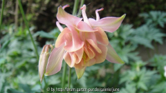 Crown Jewels01