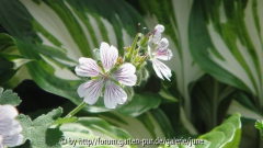 renardii m. undulata02