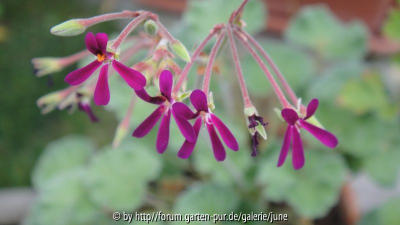 pelargonium